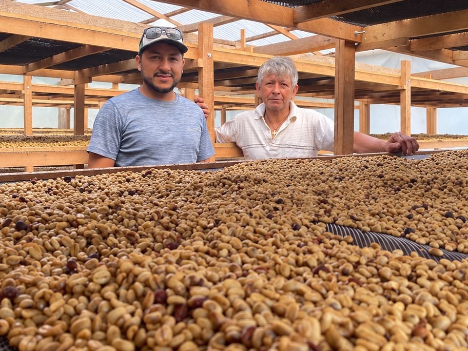 Dos productores de APROECO, uno joven y otro mayor, junto a una cama de secado con café en pergamino.