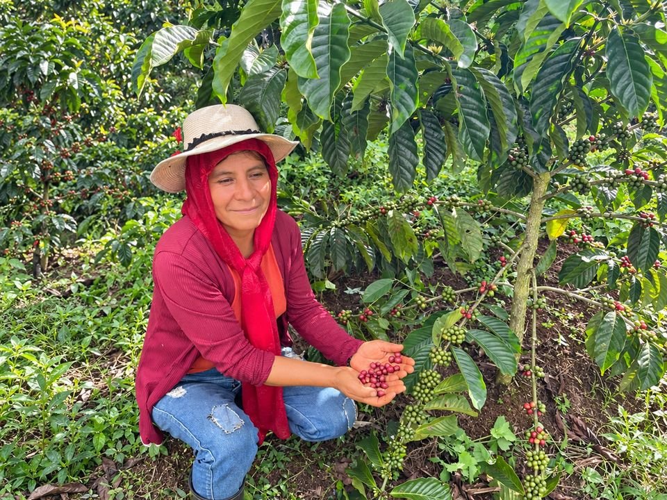 Productora de APROECO con sombrero y pañuelo rojo mostrando en sus manos cerezas maduras de café junto a un cafeto.