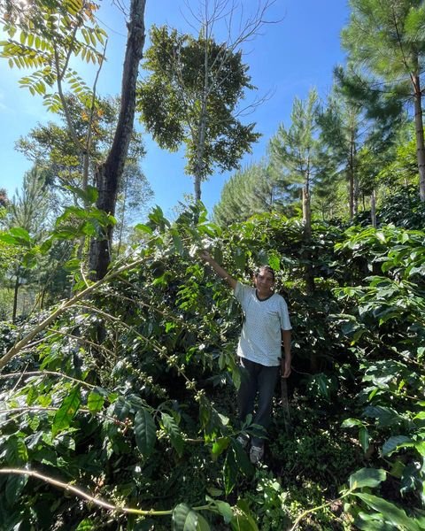 Productor de APROECO junto a sus cafetos bajo la sombra de árboles altos, en un sistema agroforestal.