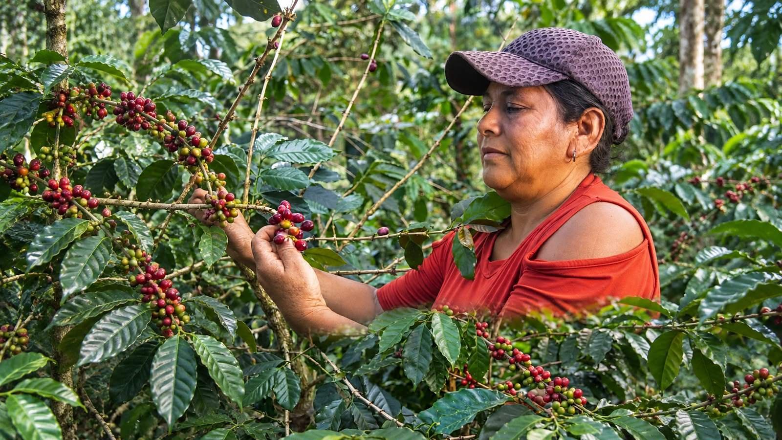 Productora de APROECO con gorra cosechando cerezas rojas de café entre las plantas de su finca en el Alto Mayo.