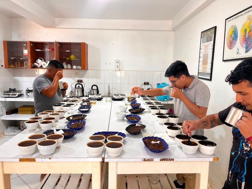 Catadores evaluando muestras de café en tazas sobre la mesa del laboratorio de calidad.